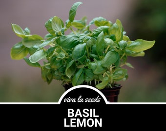 Basil, Lemon | 250 Seeds | Medicinal & Culinary Herb | Non GMO | Ocimum basilicum