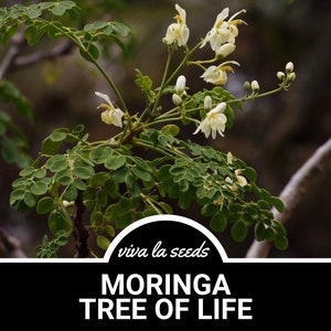 May include: A close-up of a Moringa tree branch with white flowers and green leaves. The text "viva la seeds MORINGA TREE OF LIFE" is displayed below the image.