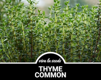Thyme, Common | 250 Seeds | Medicinal | Culinary Herb | Non GMO | Thymus vulgaris