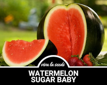 Watermelon, Sugar Baby | 25 Seeds | Heirloom | Non-GMO | Citrullus lanatus