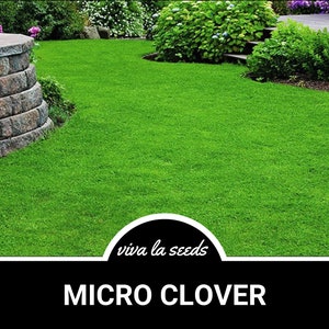 Clover, Micro (Mini) | 10,000 Seeds | Lawn Alternative | Ground Cover | Grass Supplement | White Micro Clover | Trifolium repens