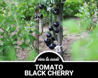 Tomato, Black Cherry | 20 Seeds | | Heirloom | Non-GMO | Solanum lycopersicum