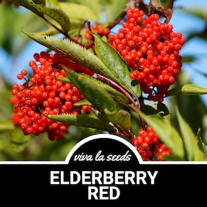 Elderberry - Red | 50 Seeds | Medicinal | Culinary | Non GMO | Sambucus racemosa
