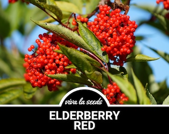 Saúco - Rojo / 50 Semillas / Medicinal / Culinario / Sin OMG / Sambucus racemosa