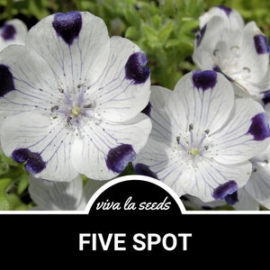 Cinco puntos / 50 semillas / Flor tradicional / Flores punteadas únicas / Flor silvestre nativa / Nemophila maculata