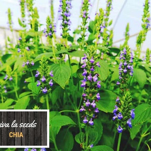 May include: Close-up of a field of blooming purple chia plants. The plants are growing in a greenhouse setting. The text "viva la seeds CHIA" is visible in the lower left corner of the image.