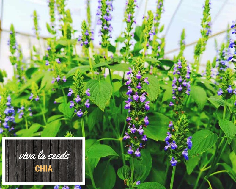 May include: Close-up of a field of blooming purple chia plants. The plants are growing in a greenhouse setting. The text "viva la seeds CHIA" is visible in the lower left corner of the image.