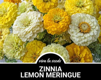 Zinnia, Lemon Meringue | 100 Seeds | Large Double Blooms | Polar Bear, Canary Bird & Envy Mix | Easy to Grow | Zinnia elegans