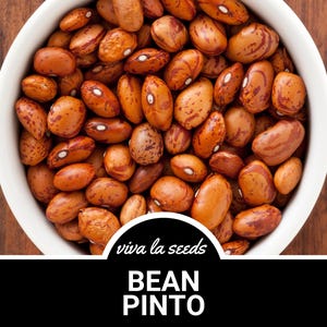 Bean, Pinto | 20 Seeds | Heirloom Vegetable | Bush Bean | Open Pollinated | Non-GMO | Phaseolus vulgaris