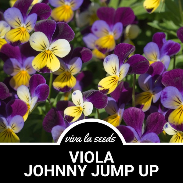 Viola, Johnny Jump Up | 200 Seeds | Beautiful Medicinal Flowers | Non GMO | Viola Tricolor