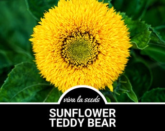 Sunflower, Teddy Bear Dwarf (Sungold) | 25 Seeds | Culinary & Medicinal | Easy to Grow | Non GMO | Helianthus annuus