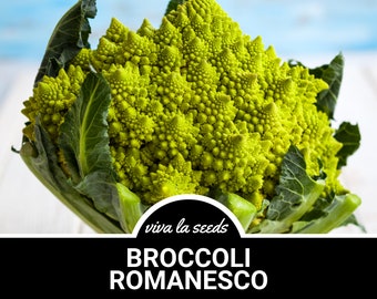 Broccoli, Romanesco | 100 Seeds | Heirloom Vegetable | Unique Geometric Shapes | Non-GMO | Brasssica oleracea