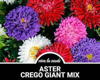Aster, Crego Giant Mix | 50 Seeds | Heirloom Flower | Double Blooms | Easy to Grow | Callistephus chinensis