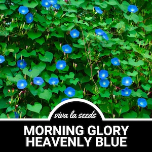 Morning Glory, Heavenly Blue| 50 Seeds | Heirloom Flower | Stunning Blue Blooms | Ipomoea tricolor
