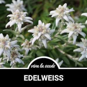 Edelweiss | 50 Seeds | Sound of Music | Rare Apline Flower | Non-GMO | Leontopodium alpinum