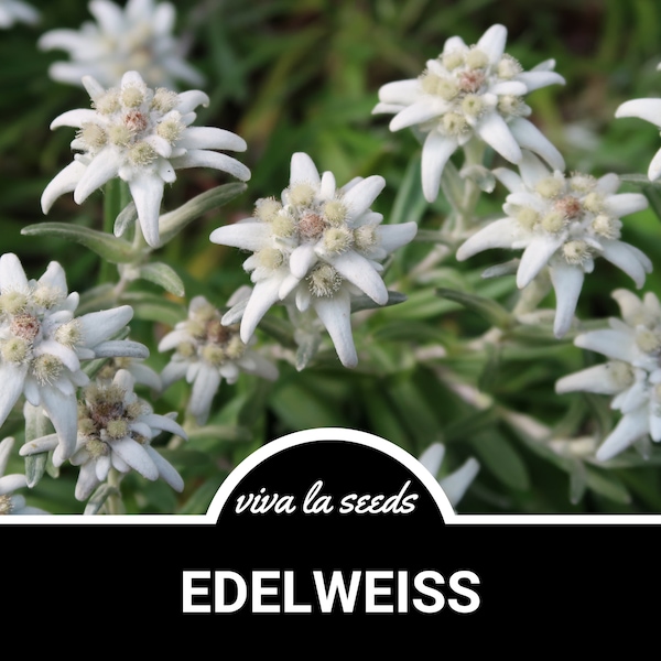 Edelweiss | 50 Seeds | Sound of Music | Rare Apline Flower | Non-GMO | Leontopodium alpinum