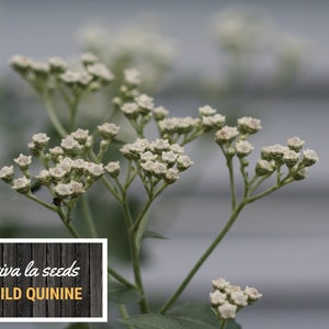 May include: A close-up of white wild quinine flowers with green stems against a blurred gray background. The text "viva la seeds WILD QUININE" is on a wooden sign.