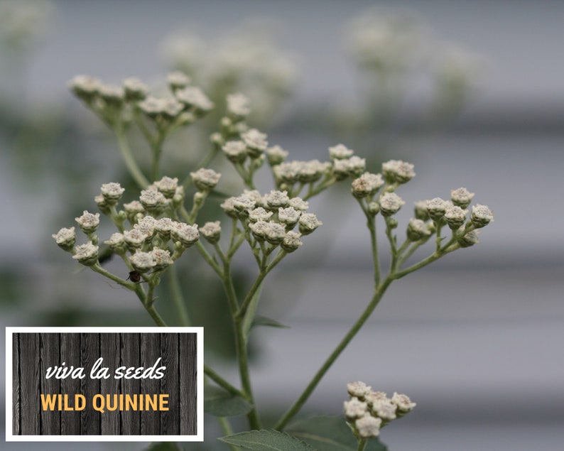 May include: A close-up of white wild quinine flowers with green stems against a blurred gray background. The text "viva la seeds WILD QUININE" is on a wooden sign.
