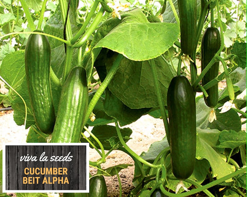 May include: A close-up of a green cucumber plant with several ripe cucumbers growing on it. The cucumbers are long and slender, with a dark green skin. The plant is growing in a greenhouse or garden setting. The text "viva la seeds CUCUMBER BEIT ALPHA" is visible on a wooden sign.