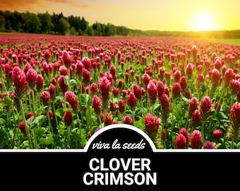 May include: A field of crimson clover flowers in full bloom. The flowers are a vibrant red color and are growing in a field with green grass. The sun is shining brightly in the background, creating a warm and inviting atmosphere. The text "viva la seeds" and "CLOVER CRIMSON" is displayed at the bottom of the image.