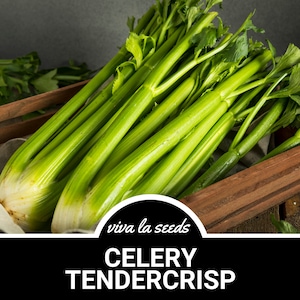 Celery, Tendercrisp | 300 Seeds | Heirloom | Open Pollinated | Non-GMO | Apium graveolens