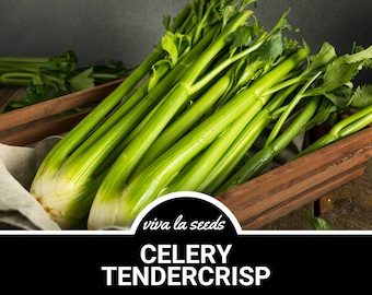Celery, Tendercrisp | 300 Seeds | Heirloom | Open Pollinated | Non-GMO | Apium graveolens