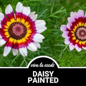 Daisy, Painted | 100 Seeds | Heirloom Flower | Medicinal Herb | Vibrant Blooms | Cottage Garden | Chrysanthemum carinatum