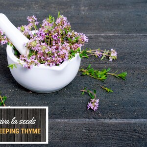 May include: A white mortar and pestle filled with fresh creeping thyme flowers. The mortar and pestle are sitting on a dark wooden surface. The text "viva la seeds CREEPING THYME" is on a wooden sign in the lower left corner of the image.