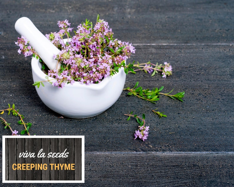May include: A white mortar and pestle filled with fresh creeping thyme flowers. The mortar and pestle are sitting on a dark wooden surface. The text "viva la seeds CREEPING THYME" is on a wooden sign in the lower left corner of the image.