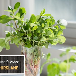May include: A bunch of fresh green purslane in a clear glass vase. The vase is sitting on a wooden surface with the text "viva la seeds Purslane" printed on it.