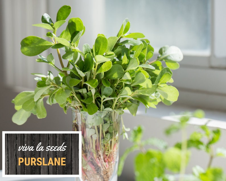 May include: A bunch of fresh green purslane in a clear glass vase. The vase is sitting on a wooden surface with the text "viva la seeds Purslane" printed on it.