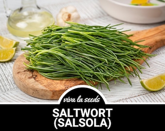 Saltwort - Salsola | 50 Seeds | Medicinal & Culinary Herb | Japanese Land Seaweed Non GMO | Salsola komarovii