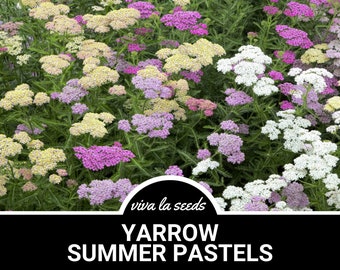 Yarrow, Summer Pastels | 50 Seeds | Heirloom Medicinal Herb | Heirloom | Non GMO | Achillea millefolium