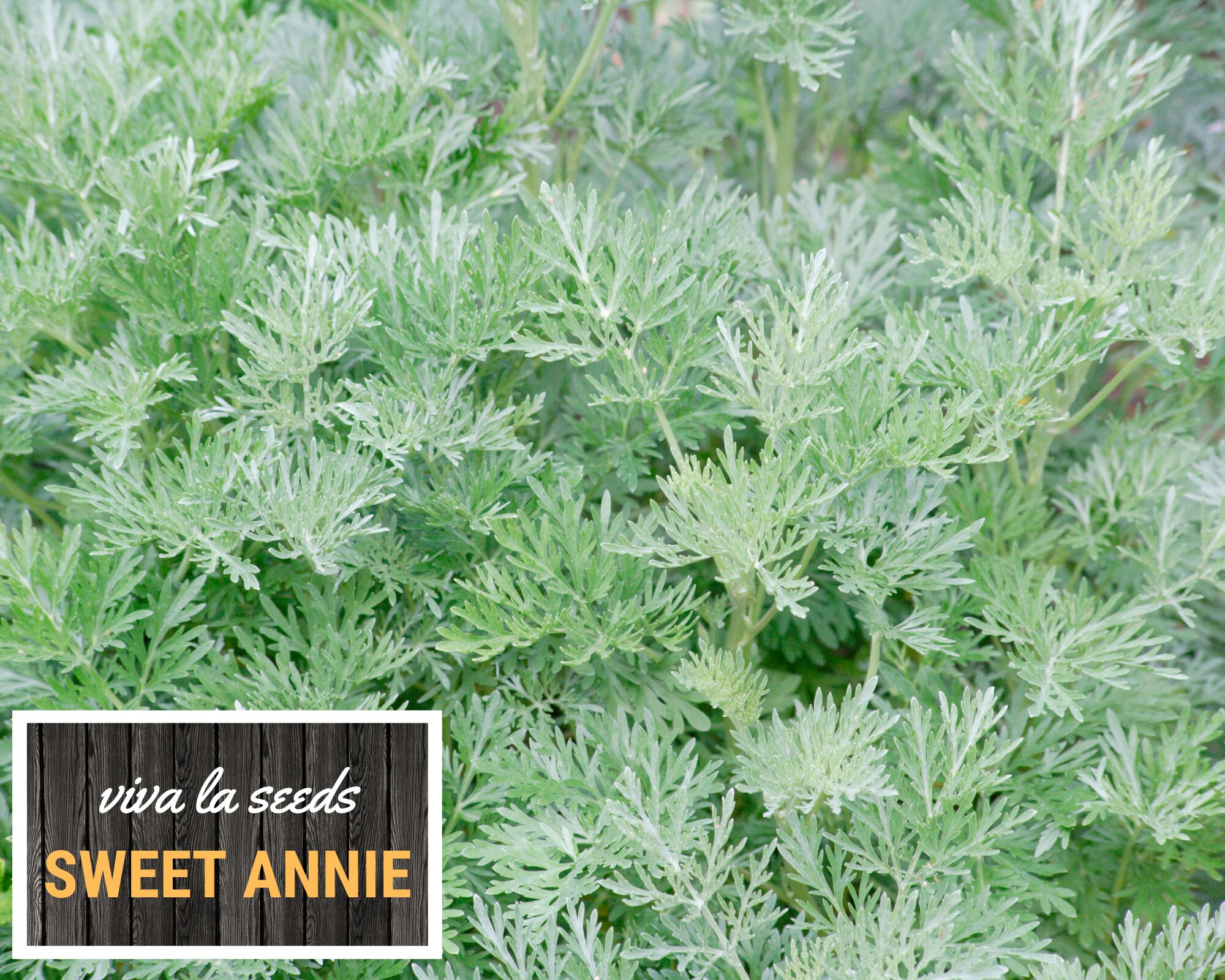 Sweet Annie | 50 Seeds | Medicinal Herb | Non GMO | Artemisia Annua - Etsy