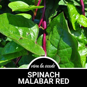 Puede incluir: Primer plano de espinacas de Malabar, un tipo de verdura de hoja verde con tallos rojos vibrantes y hojas grandes de color verde oscuro. El texto "viva la seeds" y "SPINACH MALABAR RED" es visible en la parte inferior de la imagen.
