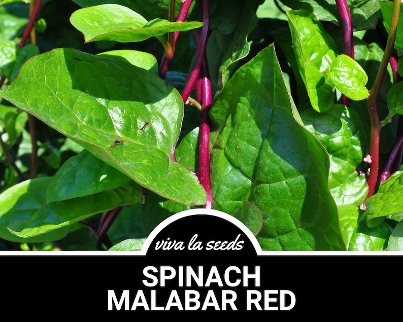 Puede incluir: Primer plano de espinacas de Malabar, un tipo de verdura de hoja verde con tallos rojos vibrantes y hojas grandes de color verde oscuro. El texto "viva la seeds" y "SPINACH MALABAR RED" es visible en la parte inferior de la imagen.
