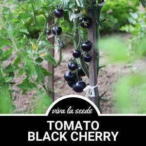 Tomato, Black Cherry | 20 Seeds | | Heirloom | Non-GMO | Solanum lycopersicum