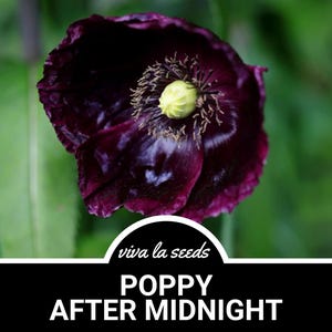 Poppy, After Midnight | 100 Seeds | Heirloom Flower | Black Blooms | Cut Flowers & Arrangements | Papaver somniferum
