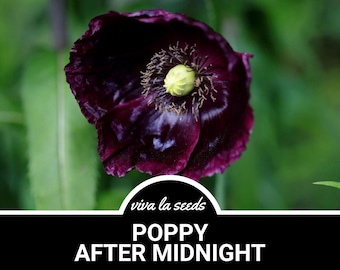 Poppy, After Midnight | 100 Seeds | Heirloom Flower | Black Blooms | Cut Flowers & Arrangements | Papaver somniferum