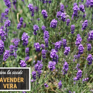 Lavender, Vera 100 Seeds Medicinal Culinary Herb Non GMO Lavandula angustifolia image 6