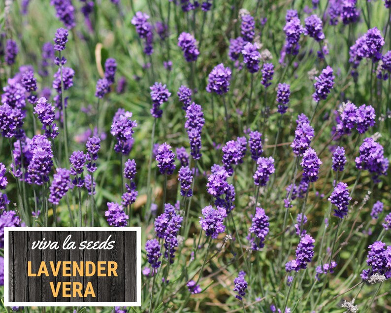 Lavender, Vera 100 Seeds Medicinal Culinary Herb Non GMO Lavandula angustifolia image 6