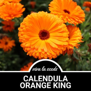 Calendula, Orange King | 100 Seeds | Medicinal Herb | Natural Mosquito Repellant | Non GMO | Calendula officinalis