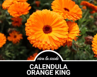 Calendula Orange King | 100 Seeds | Medicinal Herb | Natural Mosquito Repellant | Non GMO | Calendula officinalis