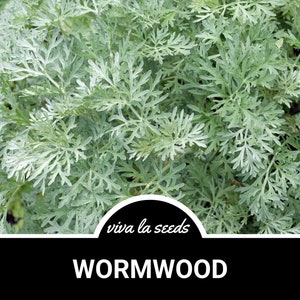 Wormwood | 200 Seeds | Medicinal Herb | Herbal Tea | Non GMO | Artemisia absinthium