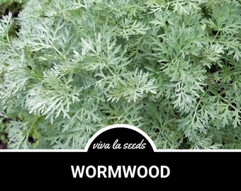 Wormwood | 200 Seeds | Medicinal Herb | Herbal Tea | Non GMO | Artemisia absinthium
