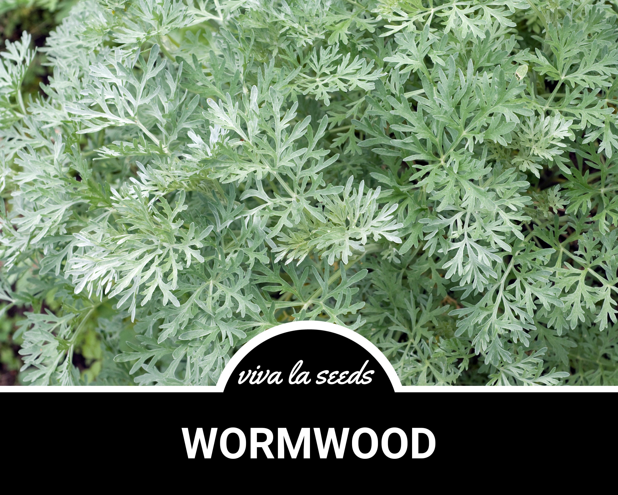 Wormwood  200 Seeds