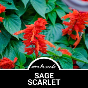 Puede incluir: Primer plano de flores de salvia escarlata de color rojo vibrante floreciendo sobre un fondo de exuberante follaje verde. El texto "viva la seeds" y "SAGE SCARLET" se muestra sobre un fondo negro.