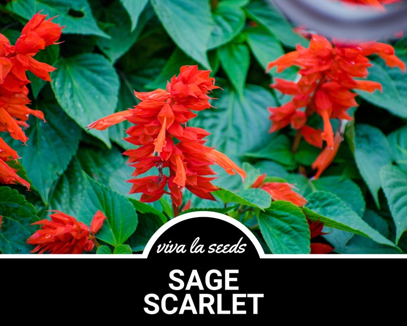 Puede incluir: Primer plano de flores de salvia escarlata de color rojo vibrante floreciendo sobre un fondo de exuberante follaje verde. El texto "viva la seeds" y "SAGE SCARLET" se muestra sobre un fondo negro.