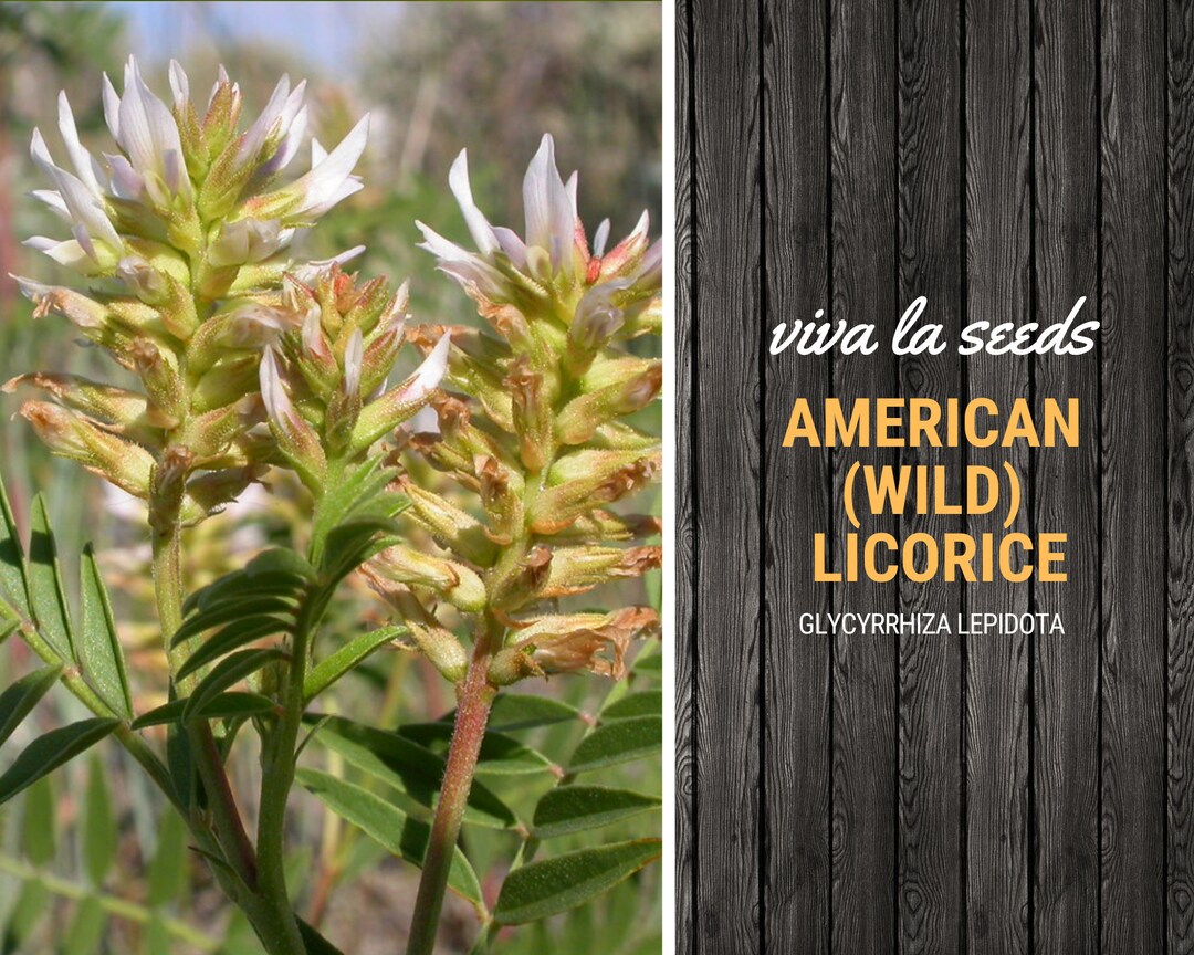 Licorice American wild 40 Seeds Medicinal & Culinary Etsy