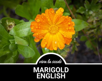 Marigold, English | 100 Seeds | Heirloom Medicinal Herb | Culinary Flower | Non-GMO | Calendula officinalis